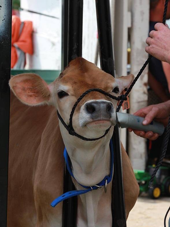 Picture of a cow exhibit