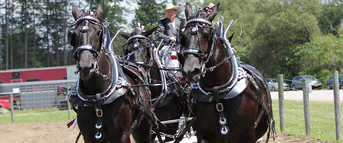 A man drives four horses in a cart